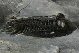 Two Beautiful Mrakibina Trilobites - Mrakib, Morocco #352624-6